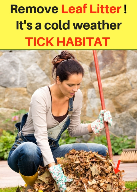 Removing Leaf Litter, a Tick Habitat